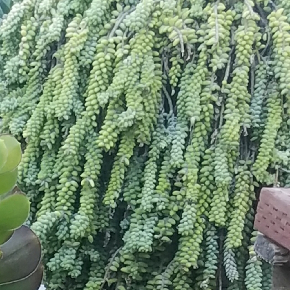 Donkey tail
